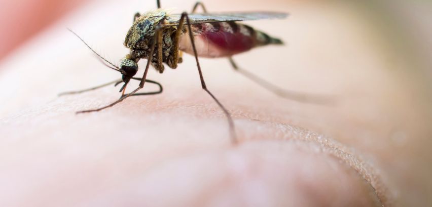 Malaria: Ursachen und Symptome der Tropenkrankheit