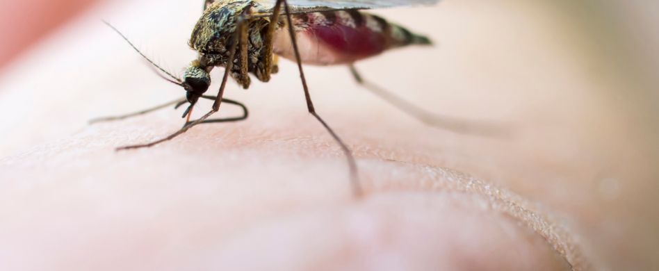 Malaria: Ursachen und Symptome der Tropenkrankheit