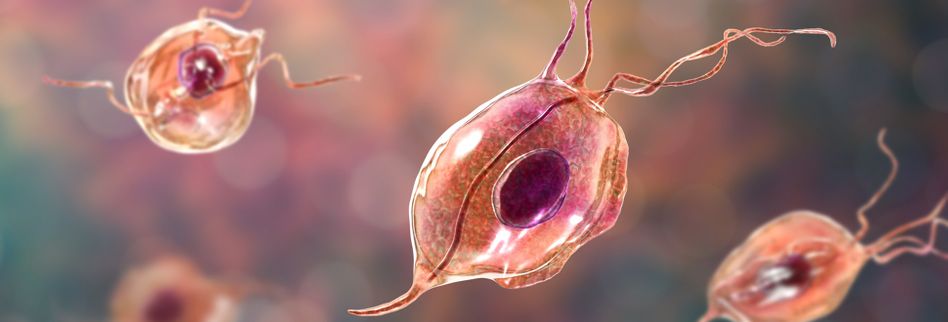 Parasiten Im Darm Beim Menschen Bilder