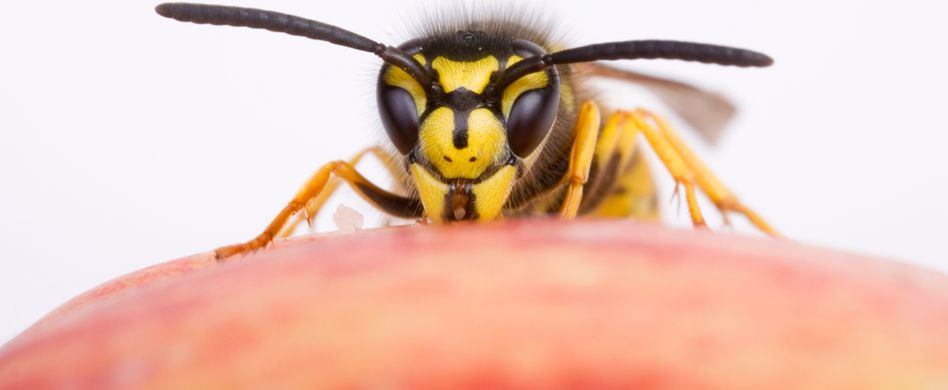 Erste Hilfe: Was tun bei einem Wespenstich?