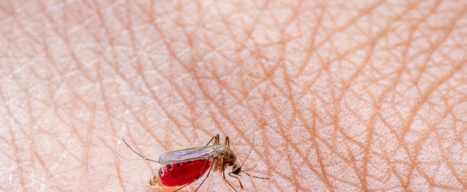Gefahr in der Schwangerschaft: Das Zika Virus und seine Symptome
