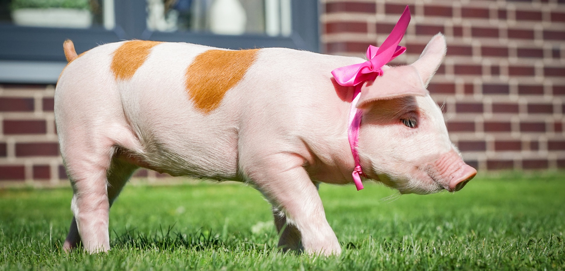 Urban Farming Diese Tiere Durfen Sie In Ihrem Garten Halten