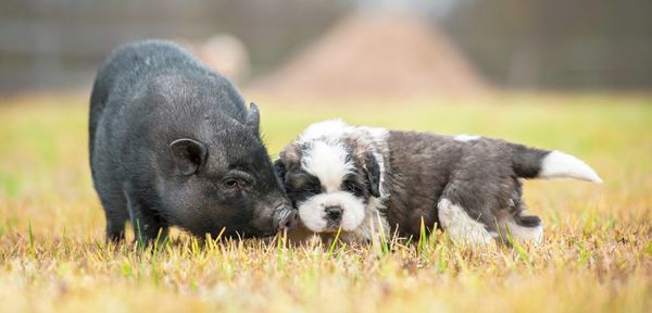 Tiere im Garten halten Welche Tiere für den Garten erlaubt sind und
