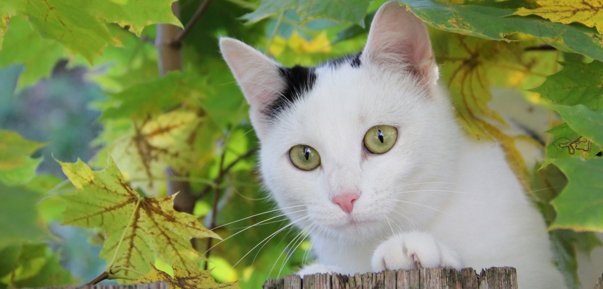 Fremde Katze Auf Eigenem Grundstück