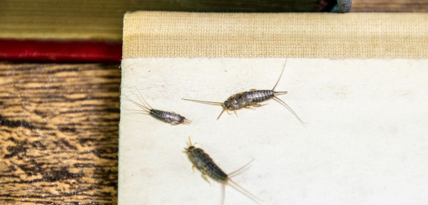 Silberfische Im Haus Effektiv Bekämpfen - Silberfischspray Mittel - Foto 8