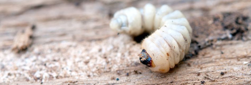 Holzwurm Erkennen Hier Erfahren Welche Hinweise Der Materialschadling Gibt