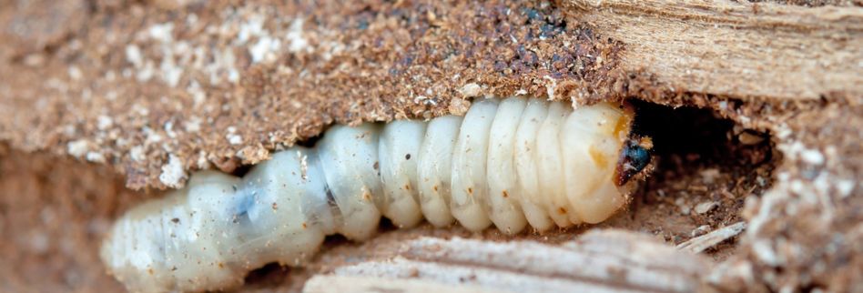 Den Holzwurm Bekampfen Hier Erfahren Wie Sie Den Schadling Loswerden