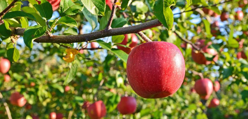 Apfelbaum pflanzen → Hier die Schritt-für-Schritt ...