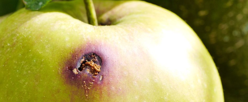 Apfelwickler bekämpfen: So werden Sie die Obstmade los