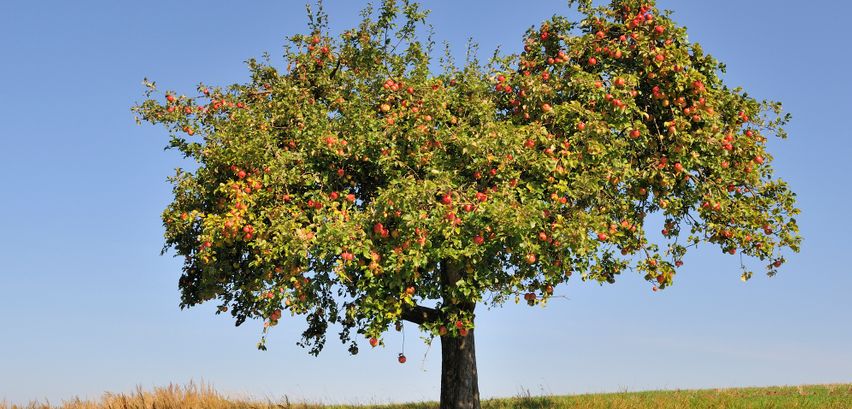 Apfelbaum pflegen → Hier die wichtigsten Tipps und Infos zur Apfelbaumpflege erhalten
