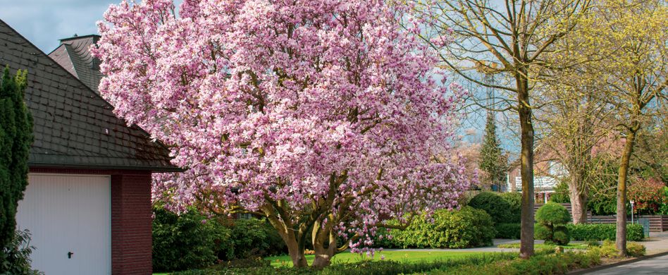 Kirschbaum pflanzen: Darum ist der richtige Standort für den Kirschbaum so wichtig