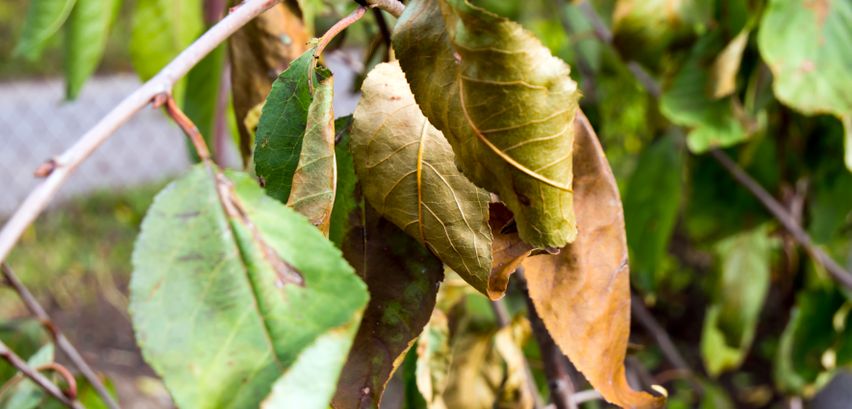 Kirschbaum Krankheiten Und Schadlinge Lesen Sie Mehr Zum Erkennen Und Bekampfen