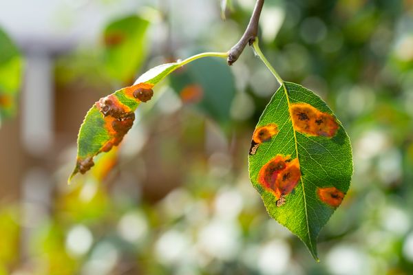 birnbaum schädlinge bilder