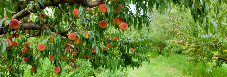 Pfirsichbaum pflanzen → Hier erfahren, was Sie beachten sollten