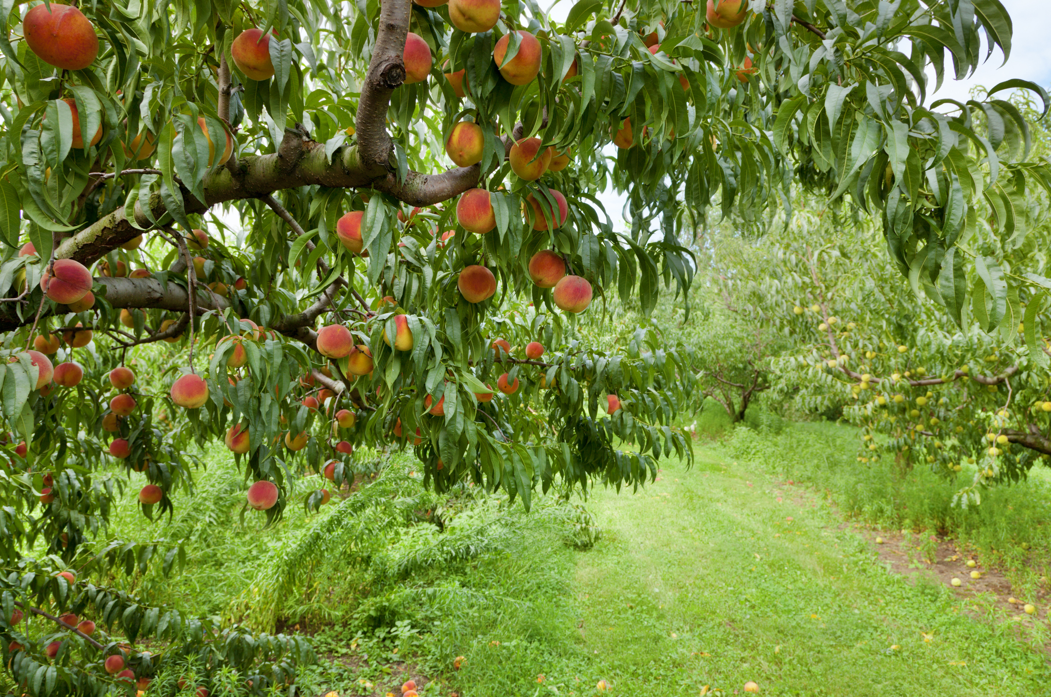 Pfirsichbaum Pflanzen Hier Erfahren Was Sie Beachten Sollten