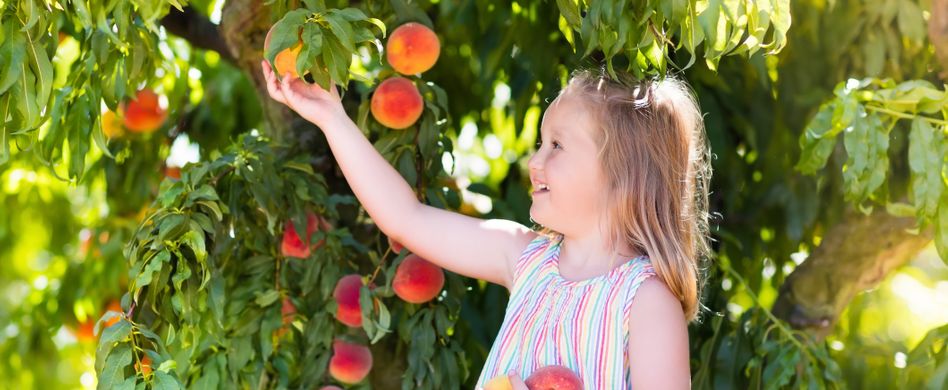 Pfirsichbaum pflegen: Tipps für einen gesunden Pfirsichbaum und viel Ertrag