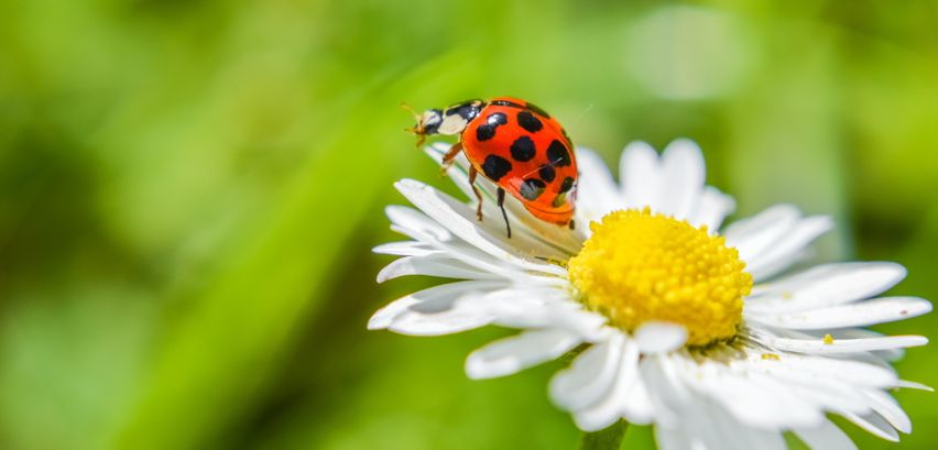 Marienkäfer im Garten → Nützlinge oder Schädlinge?