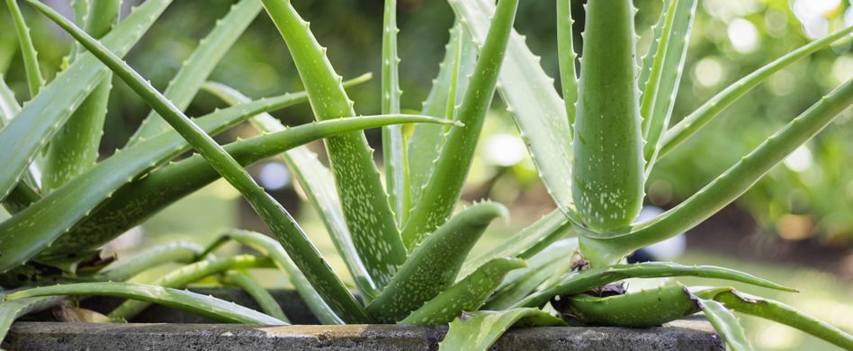 Aloe Vera: So pflegen und überwintern Sie die Zimmerpflanze