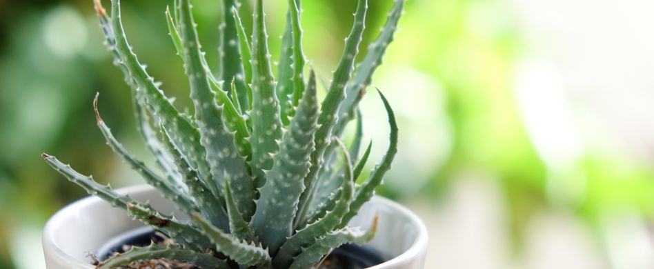 Aloe Vera pflanzen und ernten: Dies sollten Sie beachten