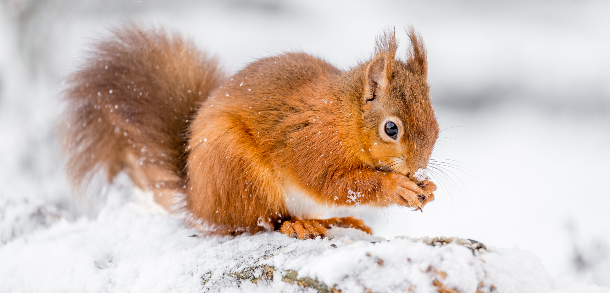 Eichhornchen Futtern Im Winter Lesen Sie Wie Sie Den Nagern Helfen