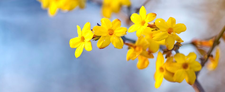 Winterjasmin: Pflege und Rückschnitt nach der Blüte
