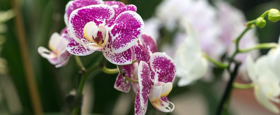 Orchideen: Krankheiten und Schädlinge bekämpfen