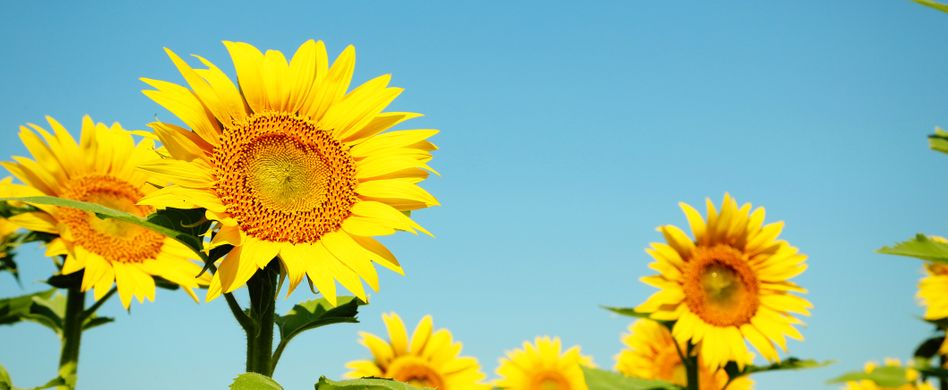 Sonnenblumen pflanzen: So kommt die gelbe Blütenpracht in Ihren Garten
