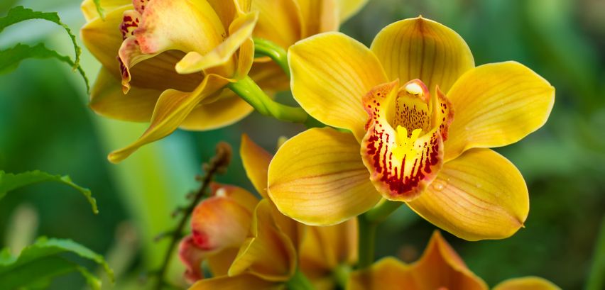 Orchideen Düngen