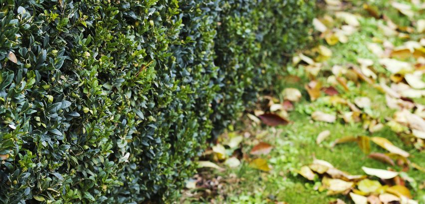 Hecke schneiden im Herbst: Wann und wie geht's richtig?