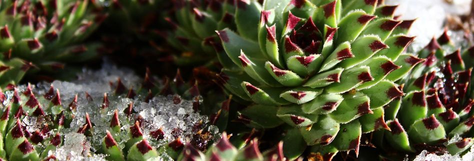 Pflanzen Winterfest Machen Darauf Sollten Sie Achten