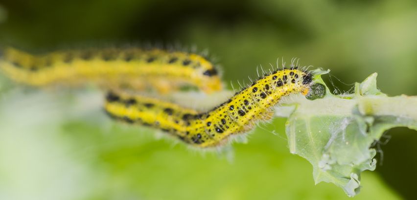 Raupenarten im Garten → 6 typische Schädlinge