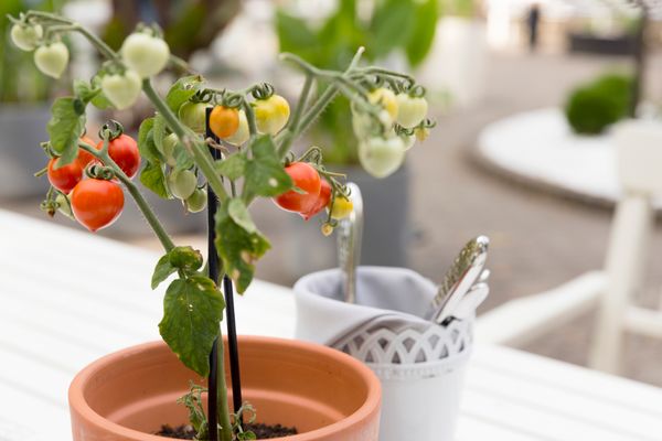 Indoor Gemüsebeet → Hier lesen, was Indoor Farming ist