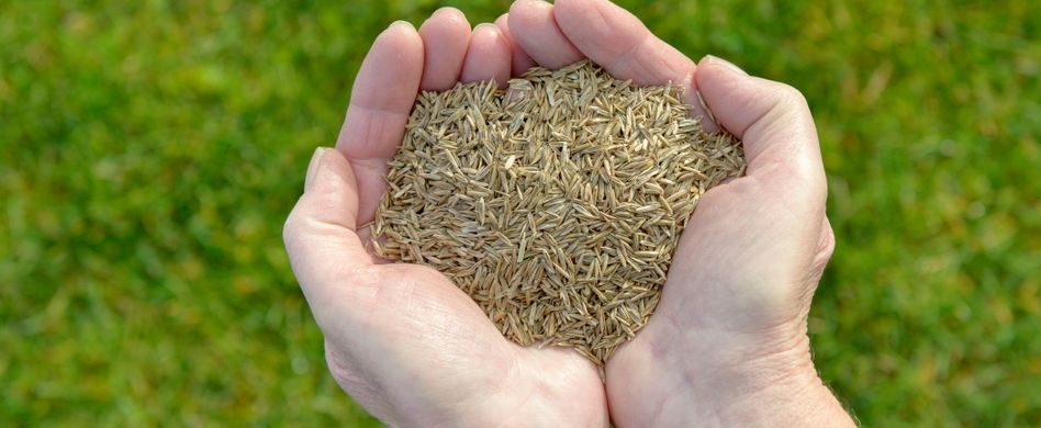 Rasen selber aussäen → Lesen Sie die Schritt-für-Schritt Anleitung