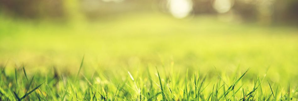 Rasen Vertikutieren Und Luften So Geht S Richtig