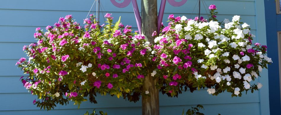 Blumenampel bepflanzen: 5 schöne Ideen für die Hängepartie