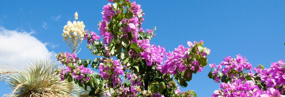 Mediterrane Pflanzen Fur Den Garten