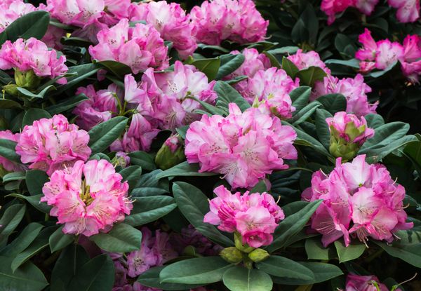 Solitärpflanzen 7 schöne Einzelgänger für den Garten
