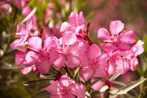 Solitärpflanzen: 7 schöne Einzelgänger für den Garten