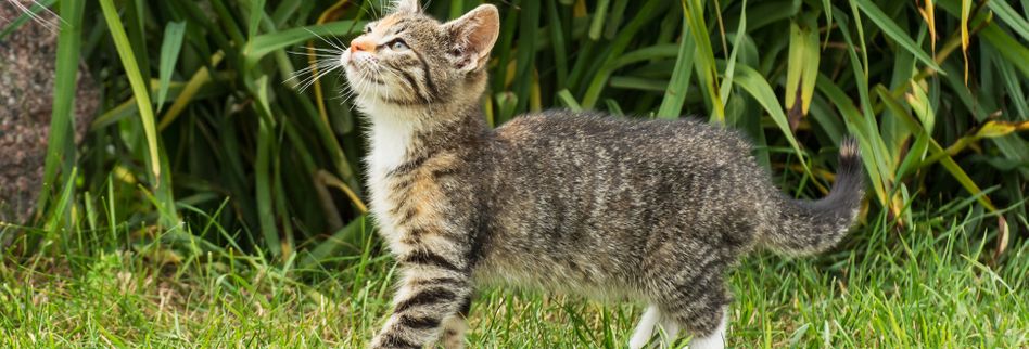 Katzen Aus Dem Garten Vertreiben Hier Lesen Welche 4 Tricks Helfen