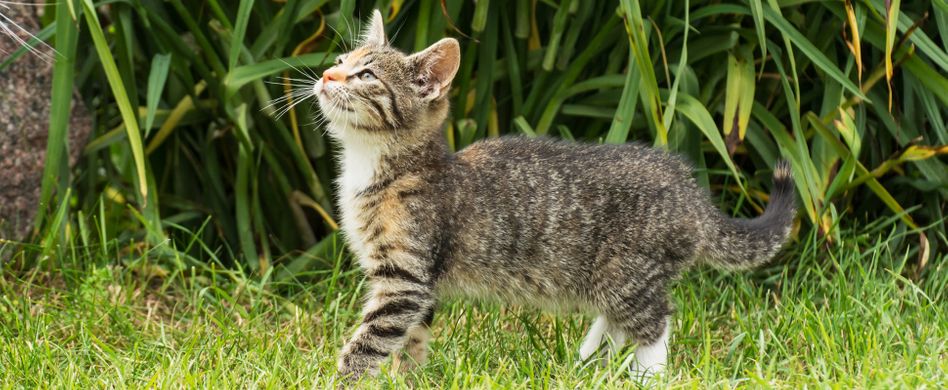 Katzen Aus Dem Garten Vertreiben Hier Lesen Welche 4 Tricks Helfen