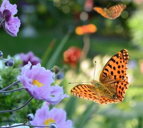 Der richtige Baum für den Garten Was Sie wissen müssen