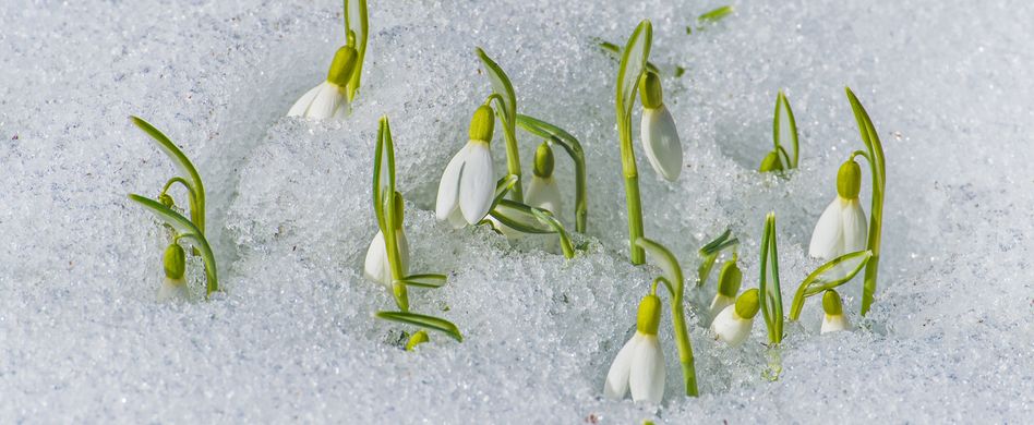 Frühblüher im Februar: 3 Tipps rund um das Schneeglöckchen