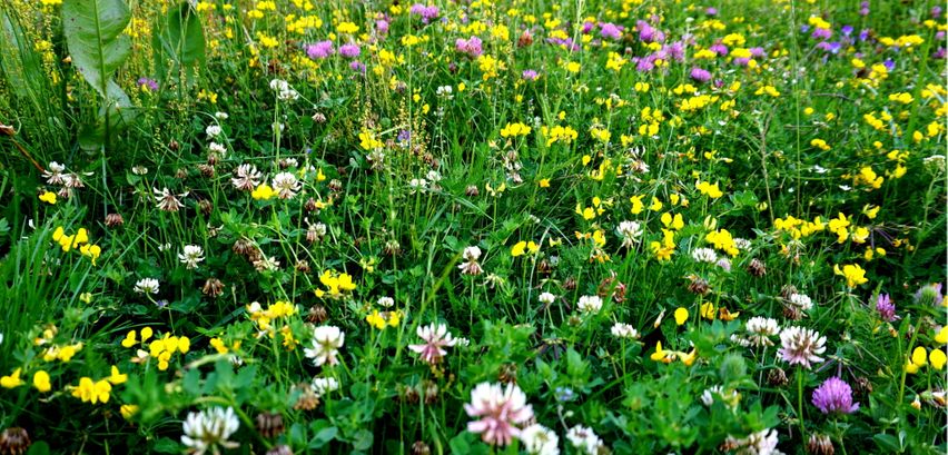 Wildblumenwiese anlegen → Lesen Sie 5 Tipps für das perfekte Naturparadies