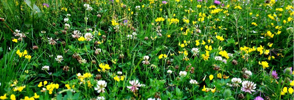 Wildblumenwiese anlegen → Lesen Sie 5 Tipps für das perfekte Naturparadies