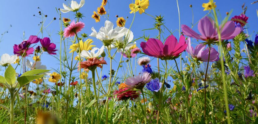 Welche Blumen blühen im Juni? → Hier lesen, welche im Frühsommer kommen