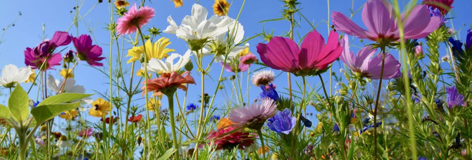 Welche Blumen blühen im Juni? → Hier lesen, welche im Frühsommer kommen