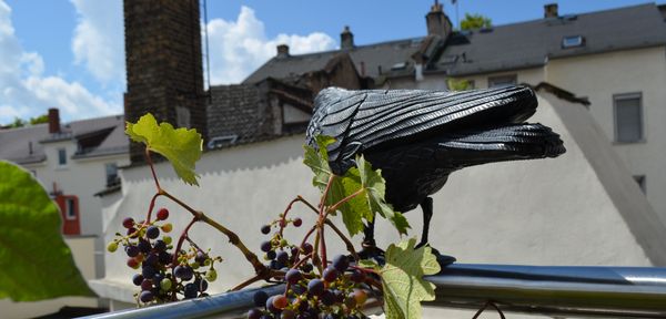 Tauben auf balkon vertreiben