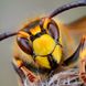 Wespen vertreiben: 4 Hausmittel gegen die Störenfriede