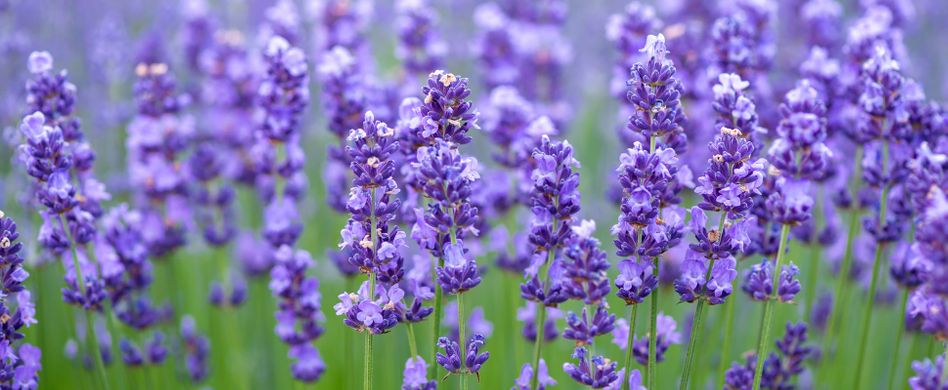 Lavendel vermehren: Durch Stecklinge, Samen oder Teilung?