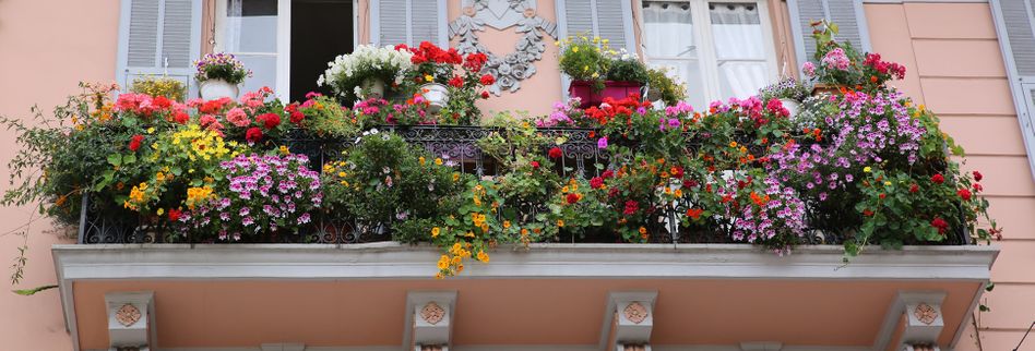 Kletterpflanzen Fur Den Balkon Lesen Mehr Zu 10 Exemplaren